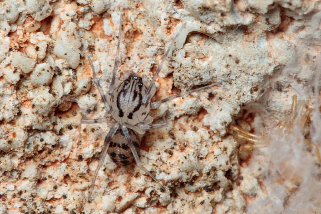 Scytodes cf thoracica - Malta